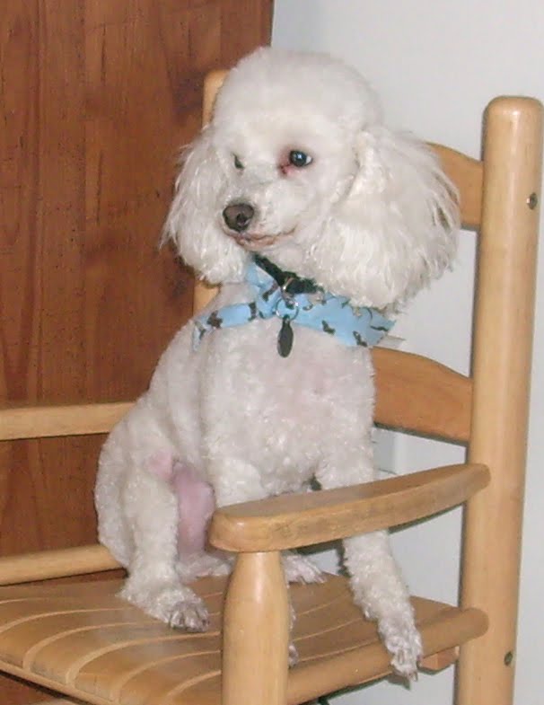 Toy Poodle with Professional haircut.jpg